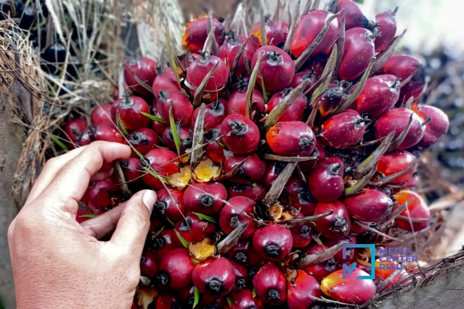 Harga TBS Sawit Riau Turun, Umur 9 Tahun Jadi Rp3.885 per Kg